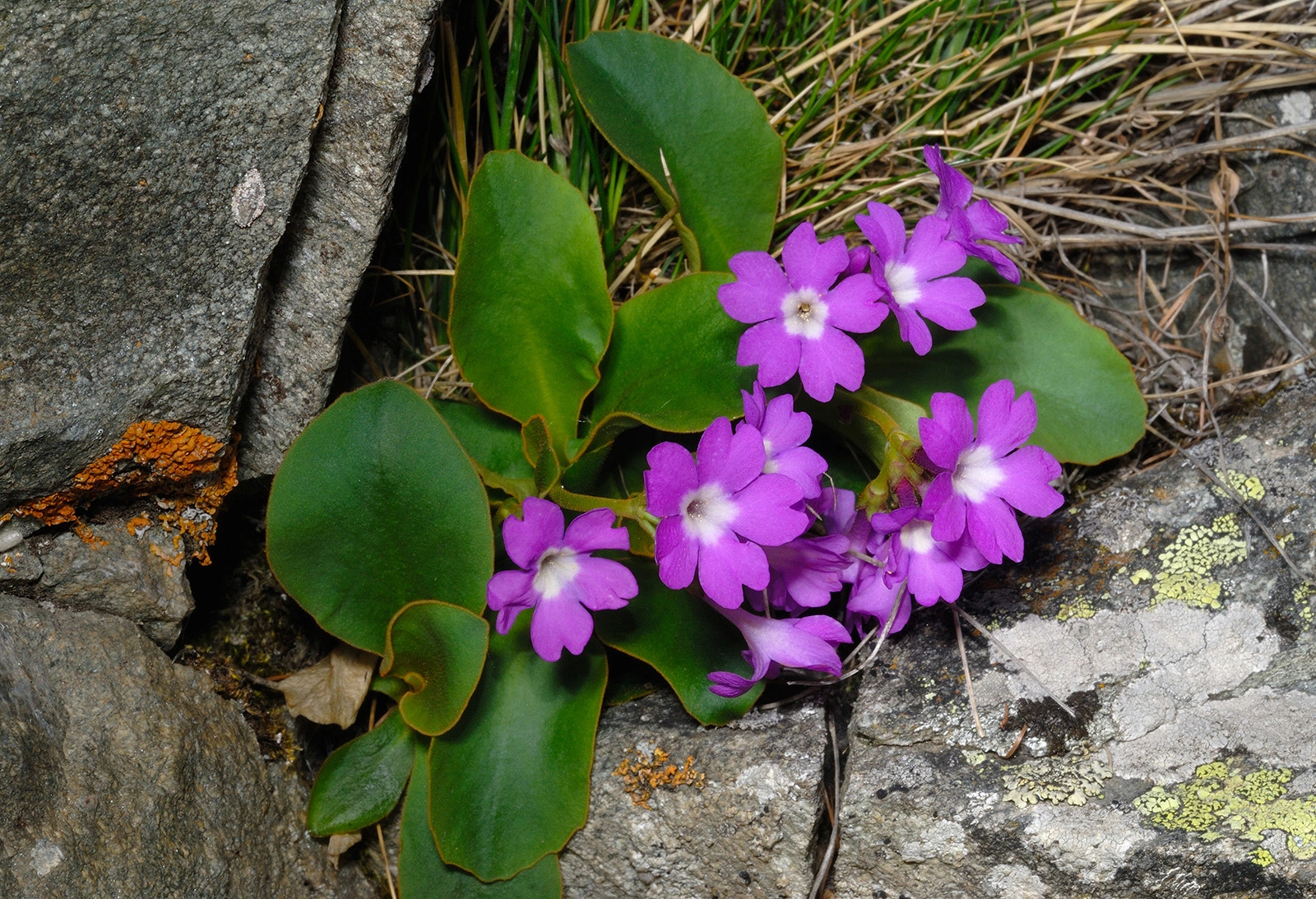 Photo Maurizio Broglio - Primula pedemontana